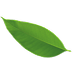 leaf image